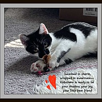 adopt a pet