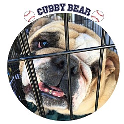Thumbnail photo of Cubby Bear #1