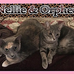 Thumbnail photo of Nellie #2