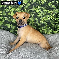 Photo of Rumsfield
