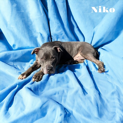 Thumbnail photo of Niko #1