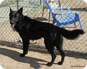 Phoenix Az German Shepherd Dog Meet Vinnie A Pet For Adoption