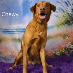 Thumbnail photo of Chewy #2