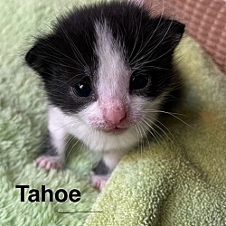 Photo of TAHOE Kitten (m)
