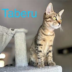 Thumbnail photo of Taberu #4