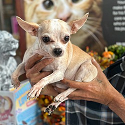 bonded pet photo