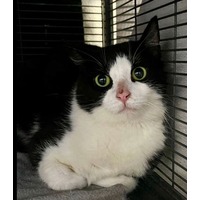 adopt-pet