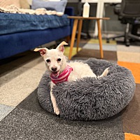 adopt a pet
