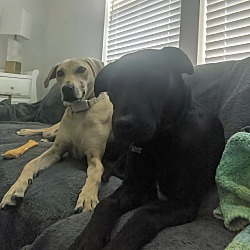 bonded pet photo
