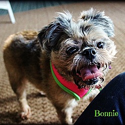 Thumbnail photo of BONNIE - Adopted #4