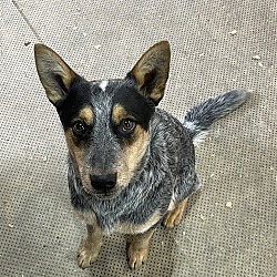 Photo of (Pending Adoption) ACD Doyle (Pup)