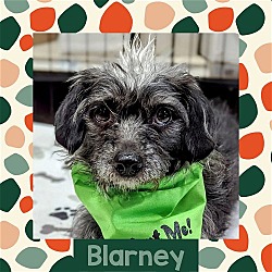 Photo of Blarney