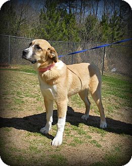 lagrange ga anatolian shepherd meet