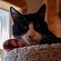 adopt a pet