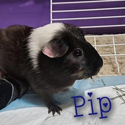 Photo of PIP