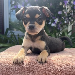 Photo of Churro - Claremont Location *Available 5/4*