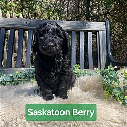 Thumbnail photo of Saskatoon Berry SS D2024 RI #3