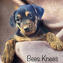Photo of Bees Knees