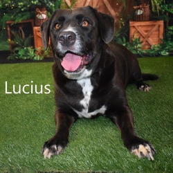 Thumbnail photo of Lucius #3