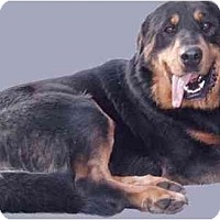 sky valley rottweilers