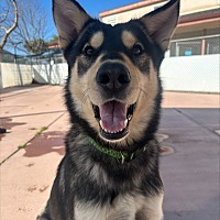 adopt a pet