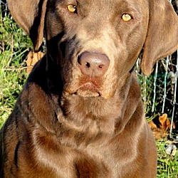 Thumbnail photo of CHARLIE(WOW!! ONE GORGEOUS LAB #3