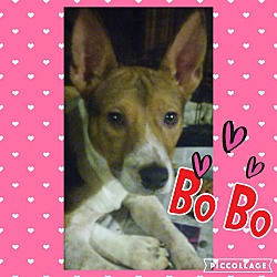 Thumbnail photo of Bo Bo #2