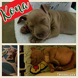 Thumbnail photo of Kona #4
