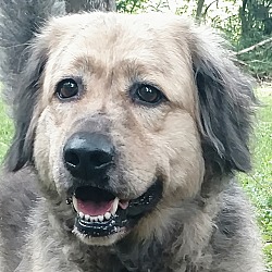 Thumbnail photo of Banjo-GREAT dog #1