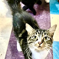 Maine Coon Kittens For Sale In Marietta Georgia Adoptapet Com