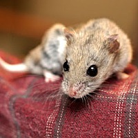 Photo of Chinese Hamster