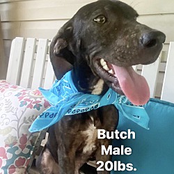 Photo of Butch