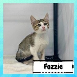 Thumbnail photo of Fozzie #1