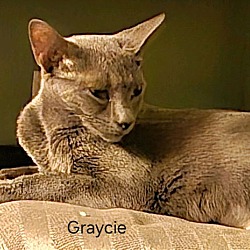 Thumbnail photo of Graycie (24-610) #3