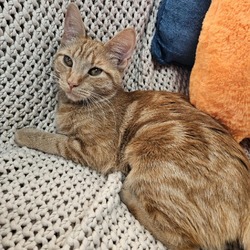 Thumbnail photo of Butterscotch #4