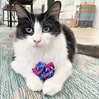 adopt a pet