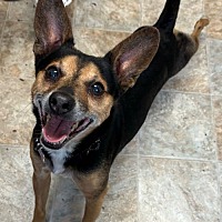 adopt a pet