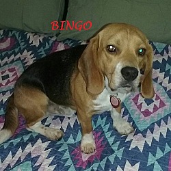 Thumbnail photo of BINGO #1