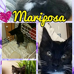 Thumbnail photo of Mariposa #1