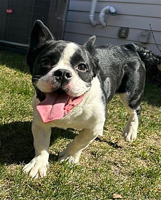 Sioux Falls, SD - French Bulldog/Boston Terrier. Meet Mya a Pet for ...