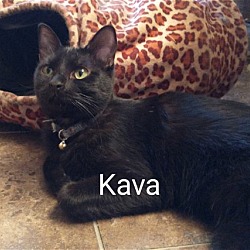 Thumbnail photo of Kava #3
