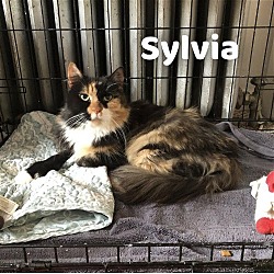 Thumbnail photo of Sylvia #1