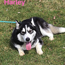 Thumbnail photo of Harley #2