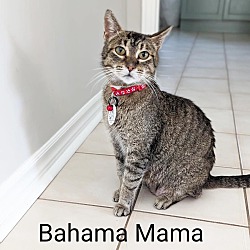 Thumbnail photo of Bahama Mama #1