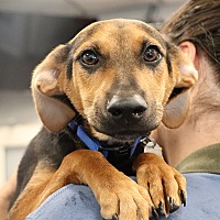 adopt a pet