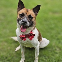 adopt-pet