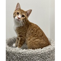 adopt-pet