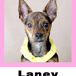 Thumbnail photo of Laney #1