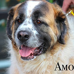 Thumbnail photo of Amos #1