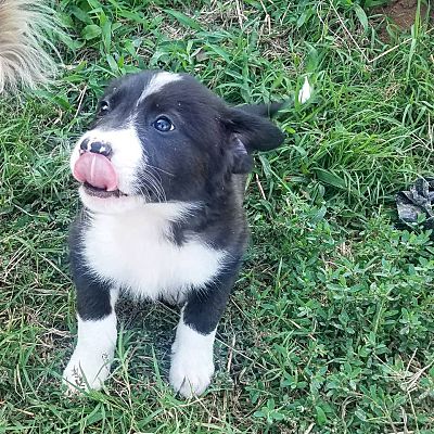 Newcastle, OK - Border Collie. Meet Ricotta a Pet for Adoption ...